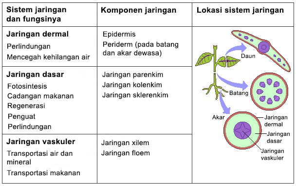 Pengangkut monokotil dikotil tanaman jaringan tipe dan jelaskan perbedaan pada Struktur Batang