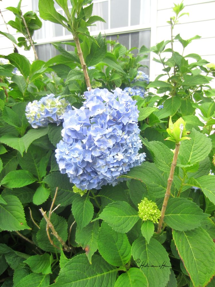 Front Door Planters Flower Pots Ferns Sweet Potato Vine Hydrangeas