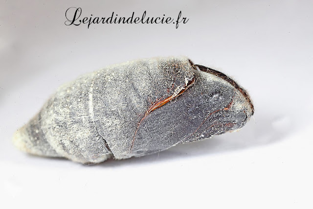 Malacosoma castrensis, la chrysalide vide, fendue sur le dos