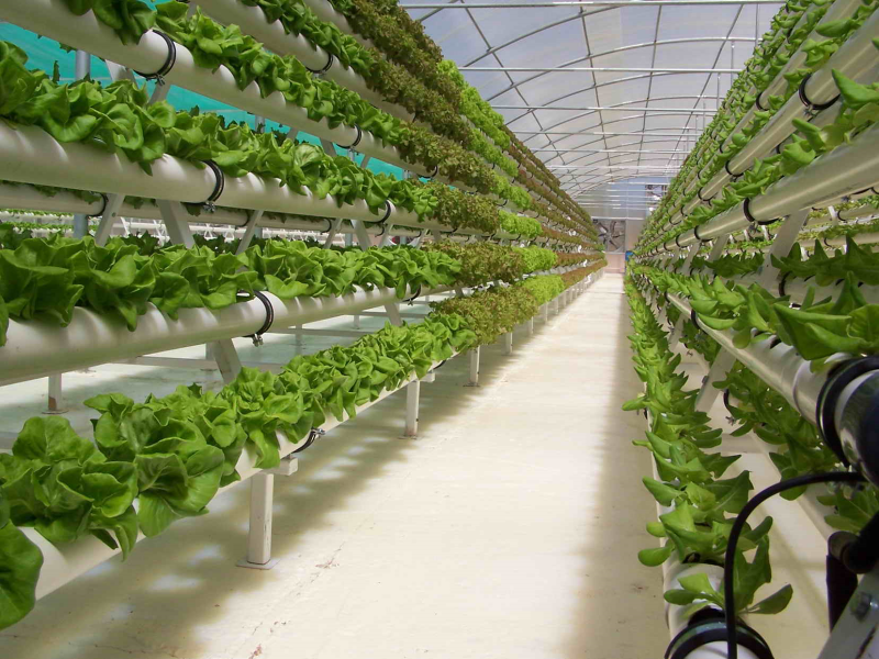 Konsep Bercocok Tanam Secara Hidroponik - Inspirasi Berkebun