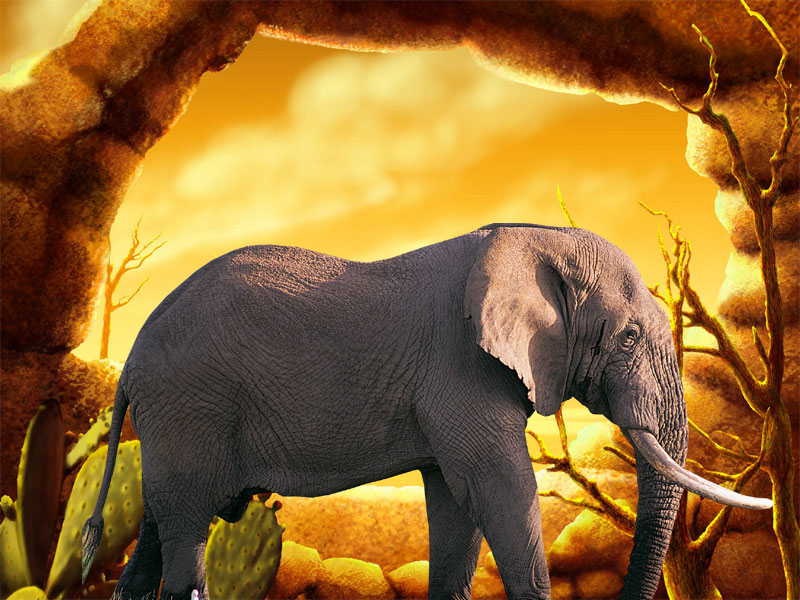 коричневый слон. отряд хоботные. картинки на рабочий стол слоны. слон слониха слоненок. Most elephants.