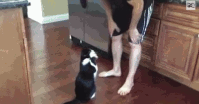 jMkiGtY.gif