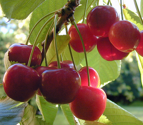 cherry tree growing the menu cerises bigarreaux and griottes the cherries of cherries on cherry tree growing the menu cerises bigarreaux and griottes the cherries of cherries on