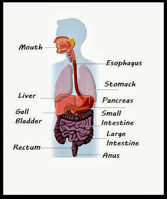 How digestive system works?