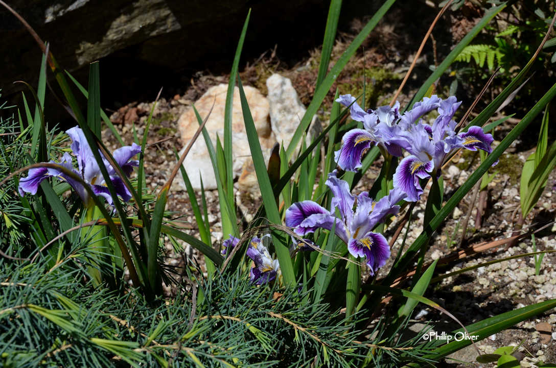 Open Gardens Bostwick garden