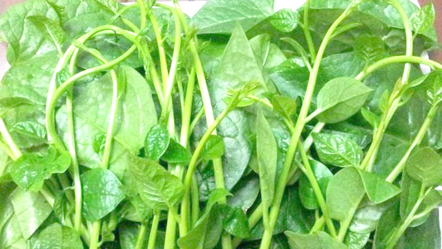 Rau mồng tơi bổ thận tráng dương cho nam thuoc bo than trang duong nho cay mong toi