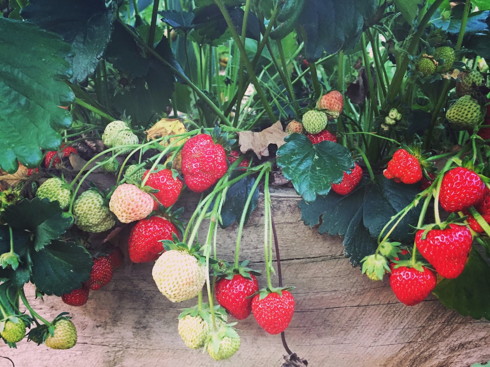 Artxy Growing Strawberries In Singapore