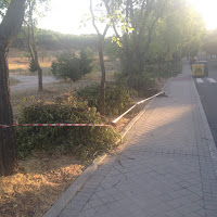 Poda en arboles poda realizada el la colonia de mingorrubio