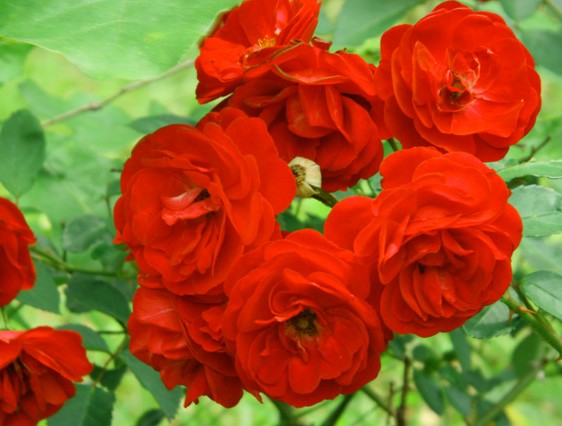 Abdul Rohman Bunga Mawar Rose Abdul Rohman Bunga Mawar Rose
