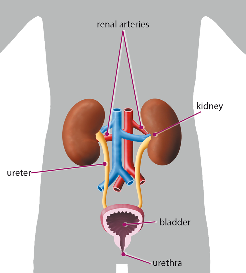 Copy Of Excretoryurinary System Lessons Blendspace