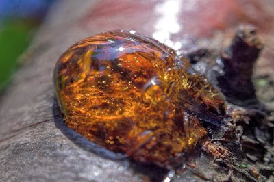 Amber preserves things exceptionally well, and amino acids were discovered in it. Scientists are using bad logic and inefficient research to force millions of years into it.