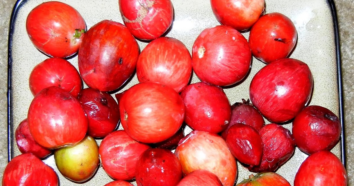 A photo, A thought............ Plant Natal plum harvesting.............