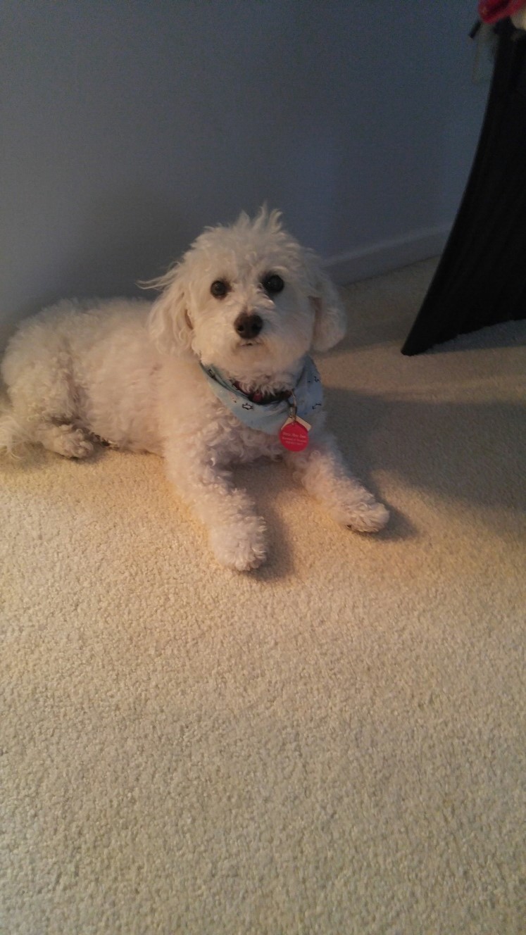 What's In A Name Bichon Frise