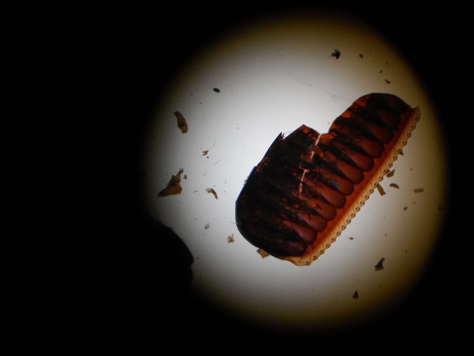 A TRAVÉS DEL ESTEREOSCOPIO HUEVOS DE CUCARACHA ¿ Los Conocen?