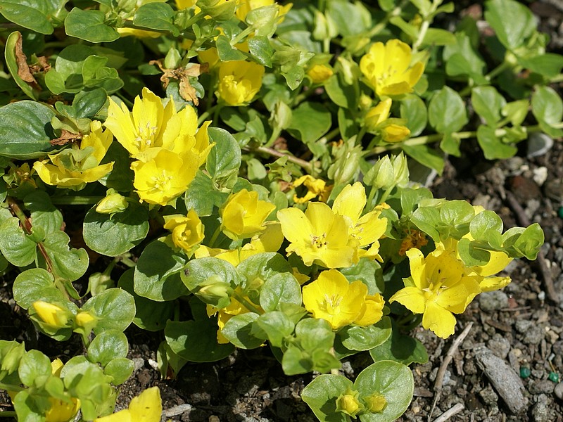 Faaxaal Photos nature gratuites et libres de droits Photos de fleurs