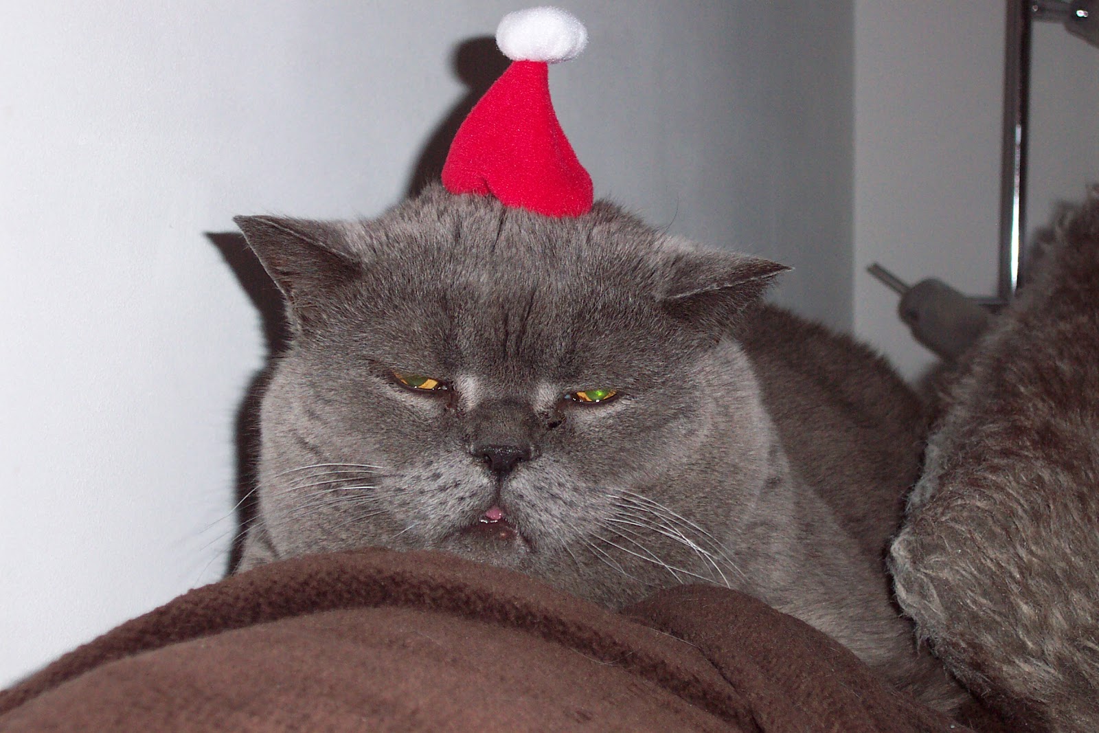 TOP TEN CUTEST CATS FOUND ON