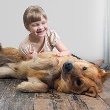 Cualquier perro puede ser seguro Cualquier perro puede ser seguro