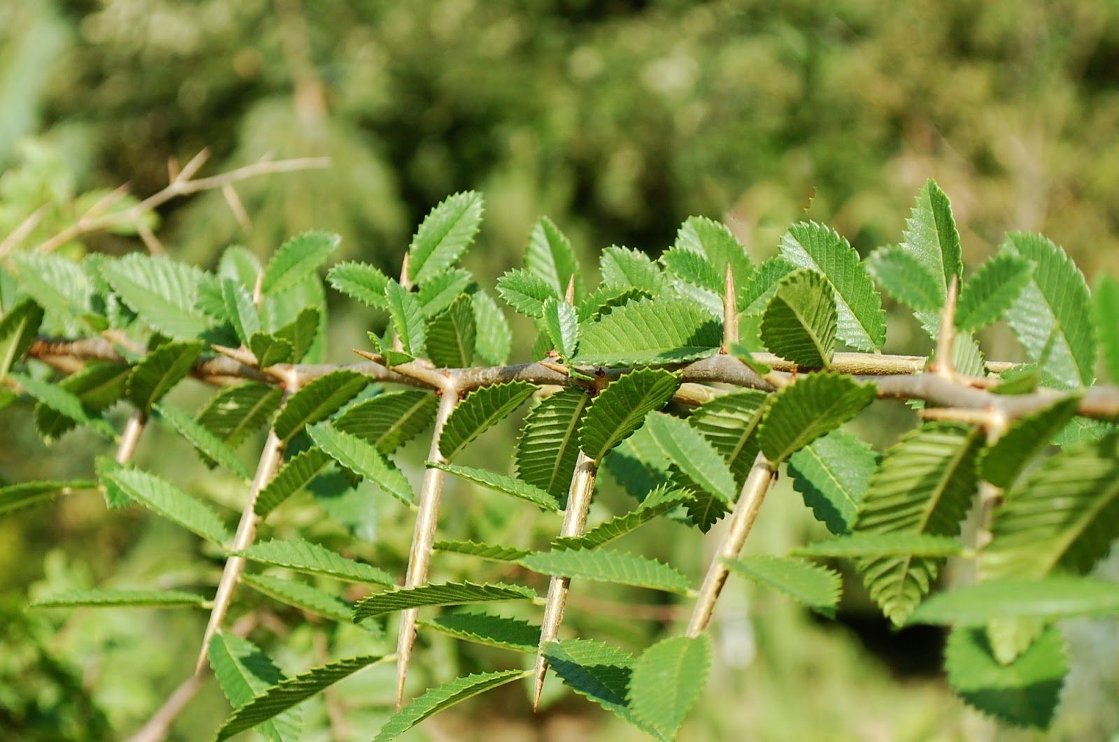 ARBORETUM ADELINE: HEMIPTELEA DAVIDII encore une superbe plante ramenée