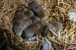 chicken mice rats coop stirring creature attract keep eggs rodents poop got rat ways does chickens fresh daily pinteres