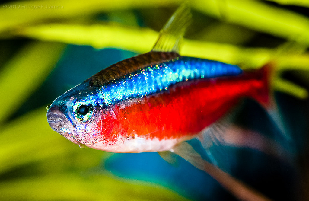 Cardinal Tetra (Paracheirodon axelrodi)