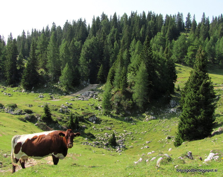 Dobrač, narava Avstrija, Koroška