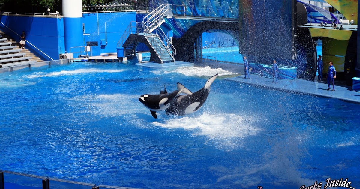 InSanity lurks Inside: On The Topic of Seaworld and Blackfish..