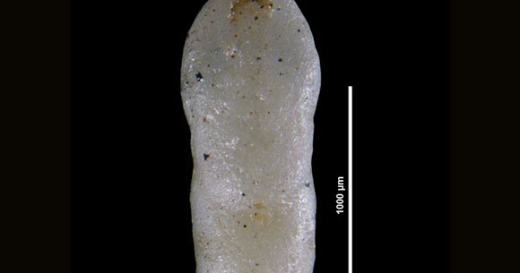 Variety of Life Pleurostomellidae