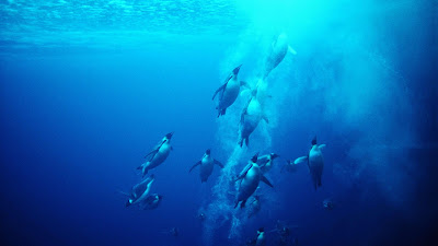 underwater penguins wallpaper 1920x1080 1011172
