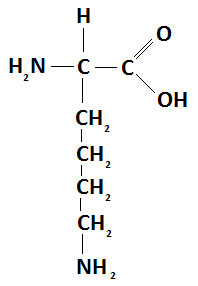 estrutura quimica lisina