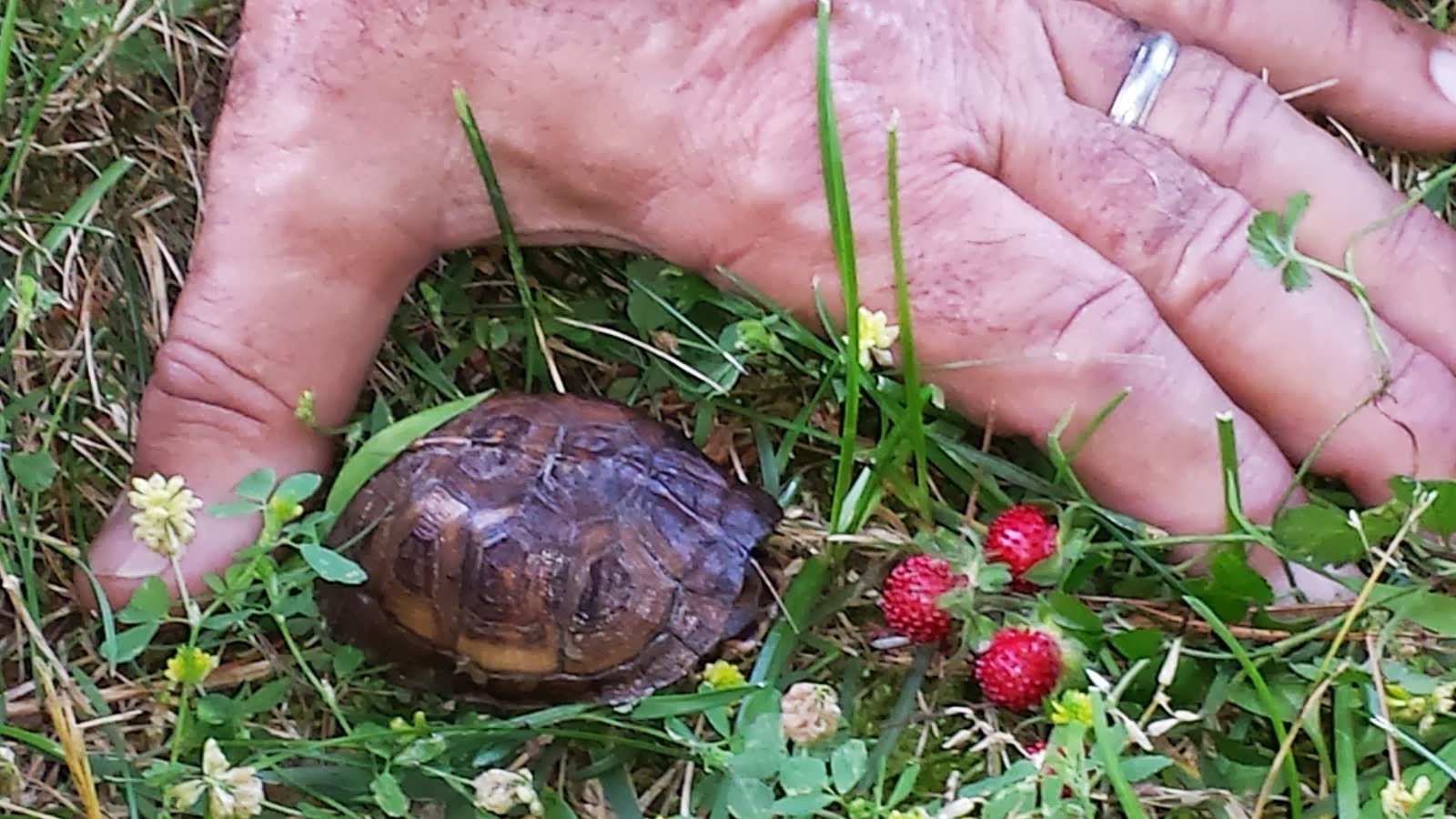 Tony and Jo Ann's Travels Tony rescues baby turtle upside down and