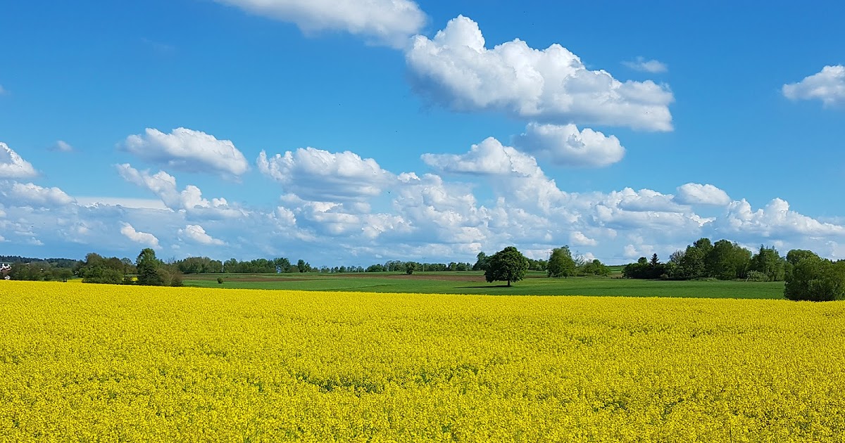 Rapeseed Fields Paige Taylor Evans