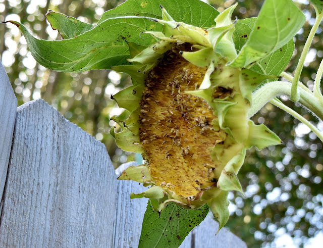Mammoth Sunflower - seeds eaten by squirrels
