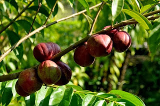 obat tradisional ambeien parah