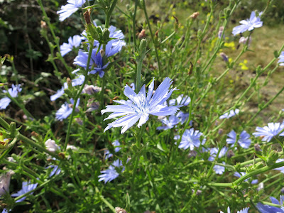 Chicory Flower - which are a lovely bright blue.