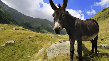 Pobre burro