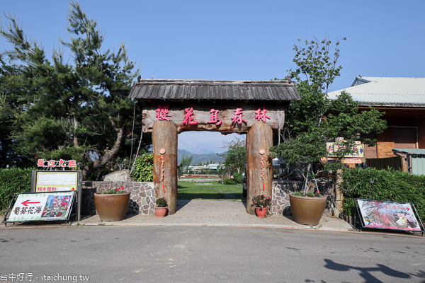 台中新社櫻花鳥森林5千棵蜀葵花、小火車、露營區,平日免費入園 台中新社櫻花鳥森林5千棵蜀葵花、小火車、露營區,平日免費入園
