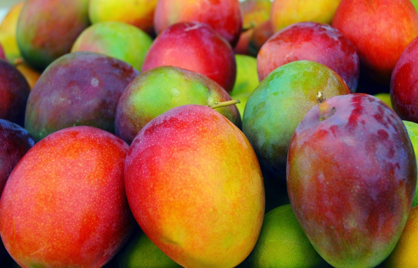 Español AP / Lengua y cultura Lluvia de mangos en Miami