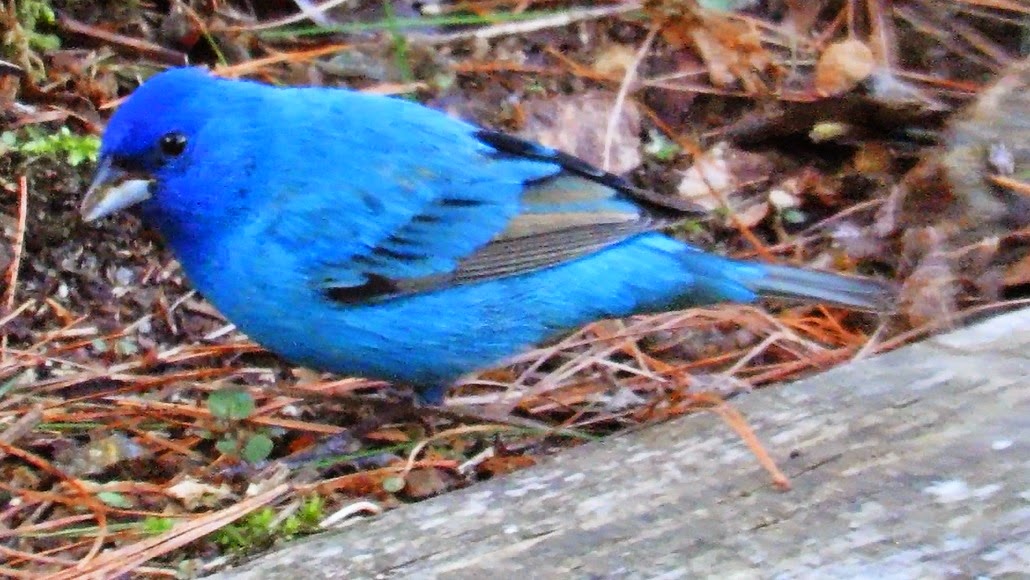 Backyard Birding....and Nature Indigo Bunting Breeding Male