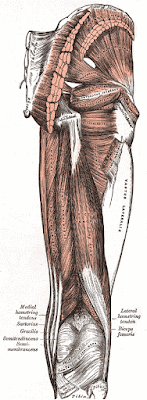 Friday Q&A: Positioning Your Buttocks Seated Forward Bends