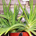 How to Properly Care for Your Aloe Vera Plants
