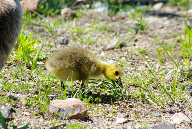 Roosevelt Islander Online: Roosevelt Island Geese Hatch New Family at