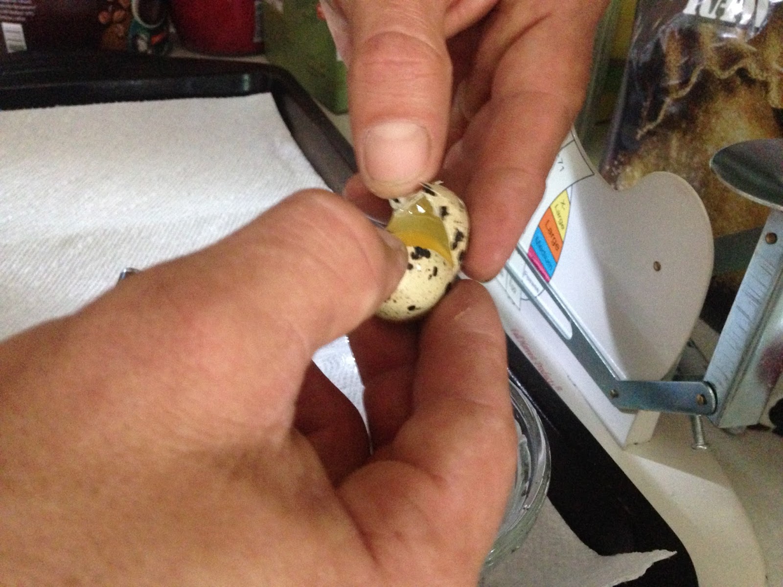 Midnight Acres Farm How to Crack a Quail Egg