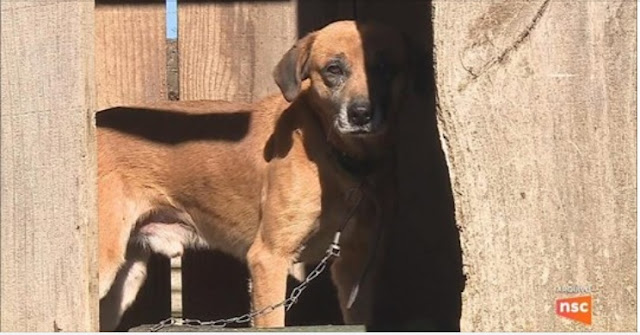 Lei em Florianópolis proíbe deixar cachorro acorrentado ou sempre preso
