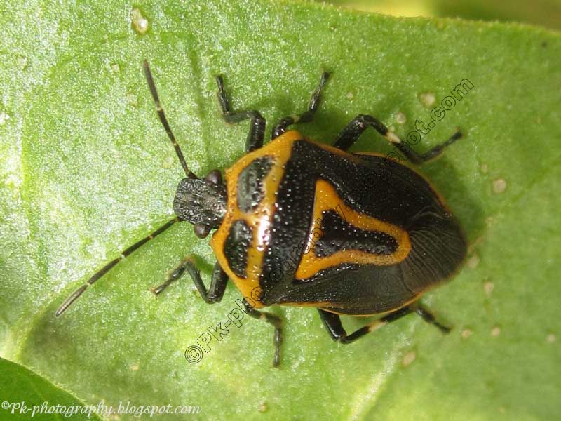 Two Spotted Stink Bug Nature, Cultural, and Travel Photography Blog