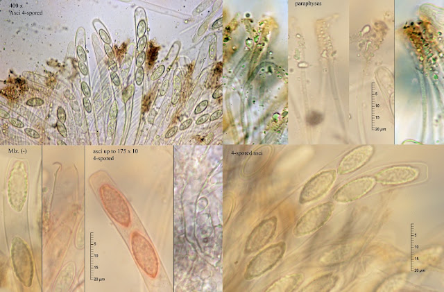 Pseudombrophila guldeniae 