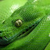 Facts about Snakes That Will Amaze You