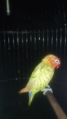 Manfaat mandi malam burung lovebird