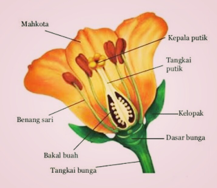 Pengertian Bunga Bagian Bagian Bunga Serta Fungsinya Bagi Tumbuhan Cinta Sain Cinta Sains