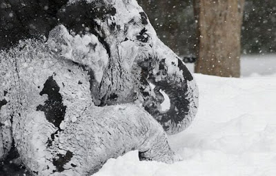 Elephants Playing in Snow, Elephants Playing, Elephants in Snow, Playing Elephants