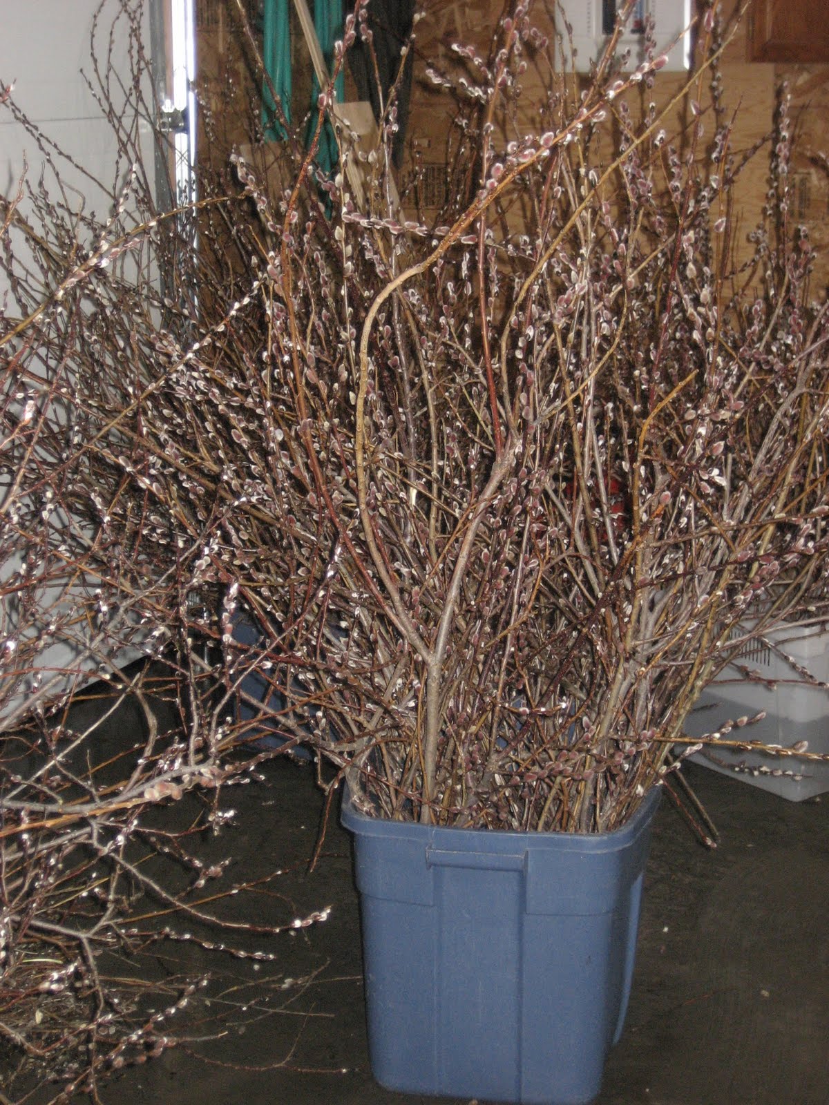 Pussy Willow